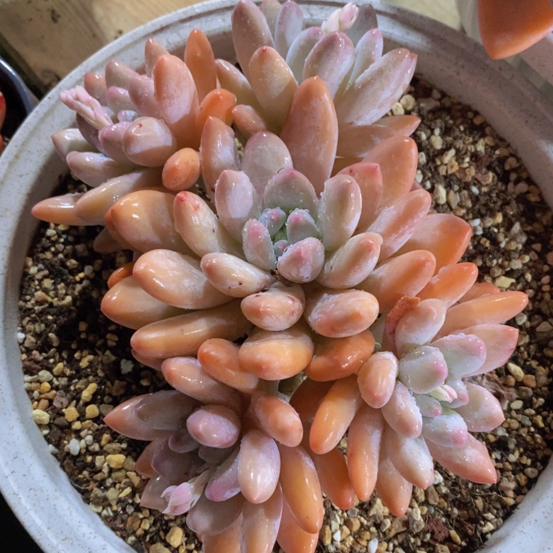 一物一拍多肉植物满38米包邮，可问主播品种