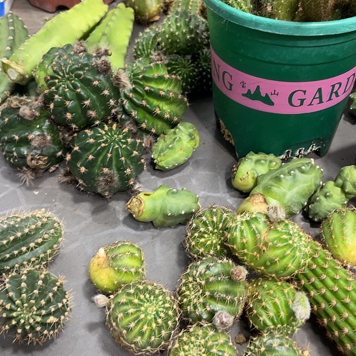 黄金荷花丽花侧芽一个