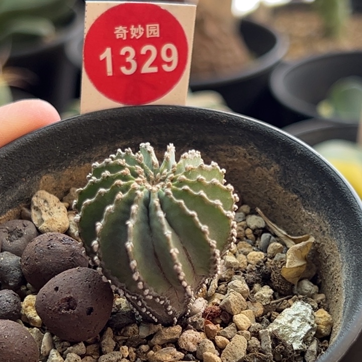 实生薄叶2.7cm一棵仙人球