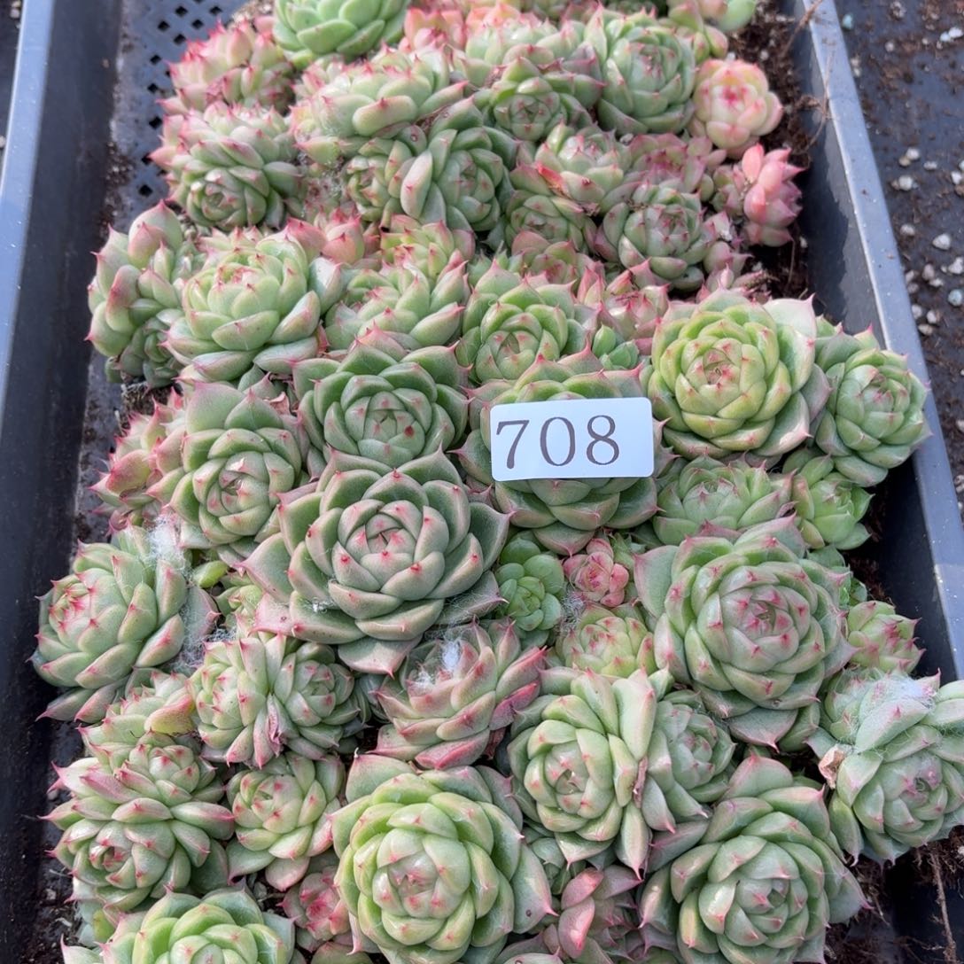 A****多肉植物多肉植物708