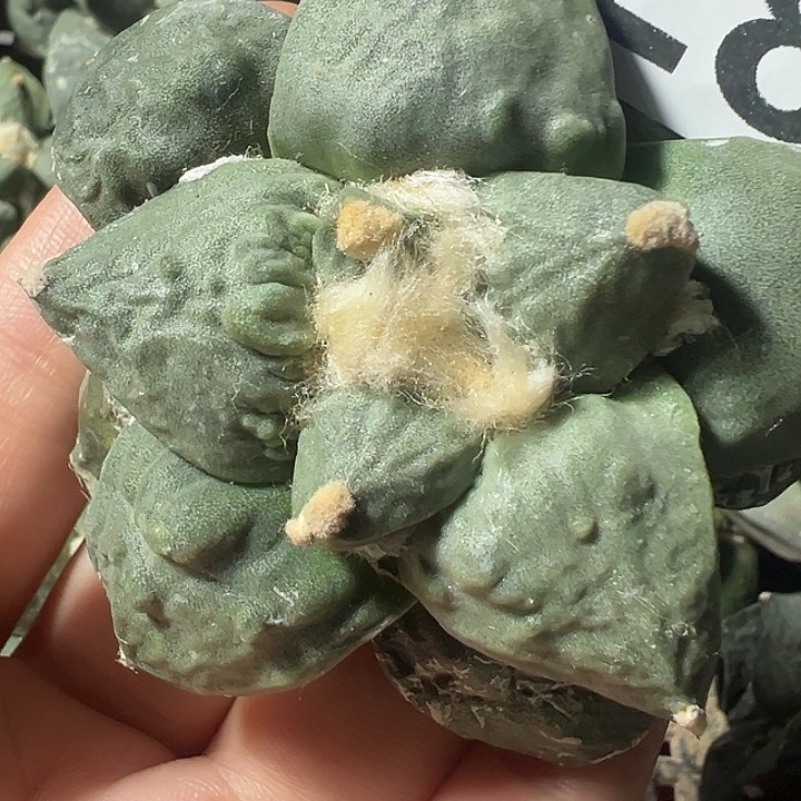 落地有根怒涛228