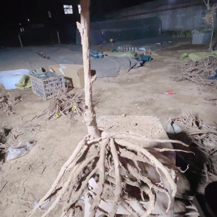 当前无花栽培后可以开花赵粉