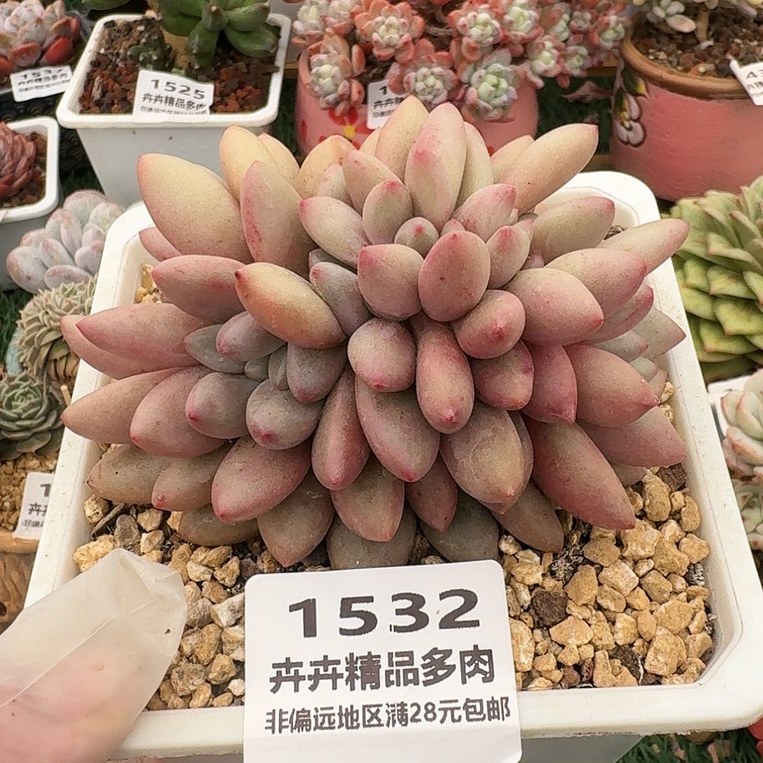 1532一物一拍（满28包邮）