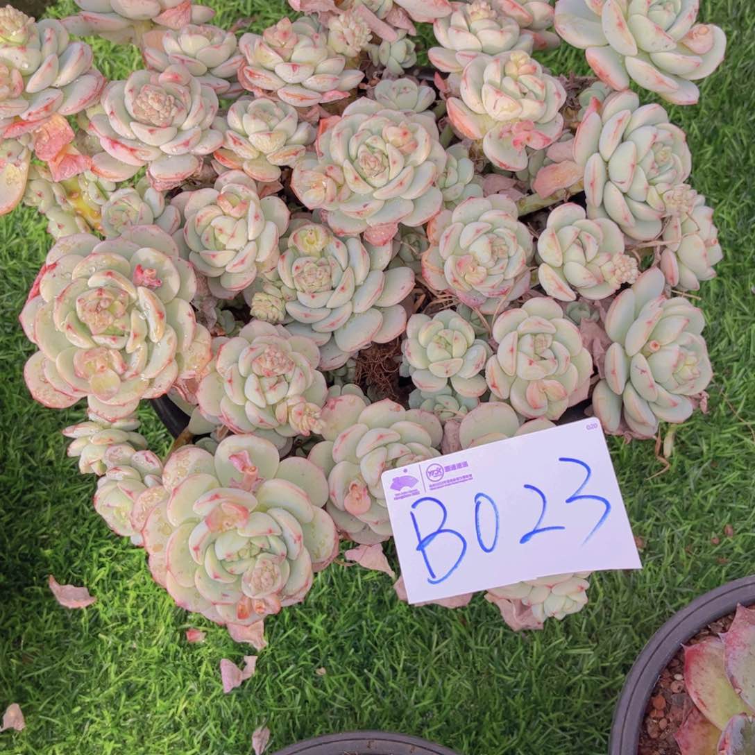 香草一颗一物一拍