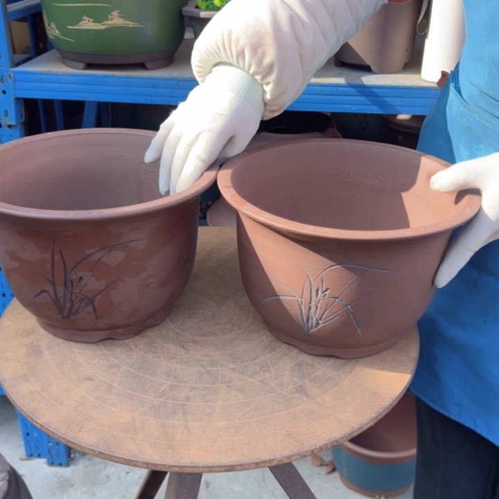 21+21平角金钟花盆花盆花盆