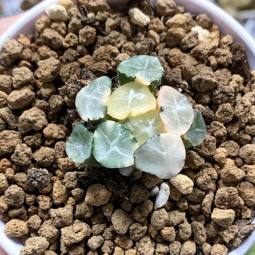 【闪购商品】34大吉