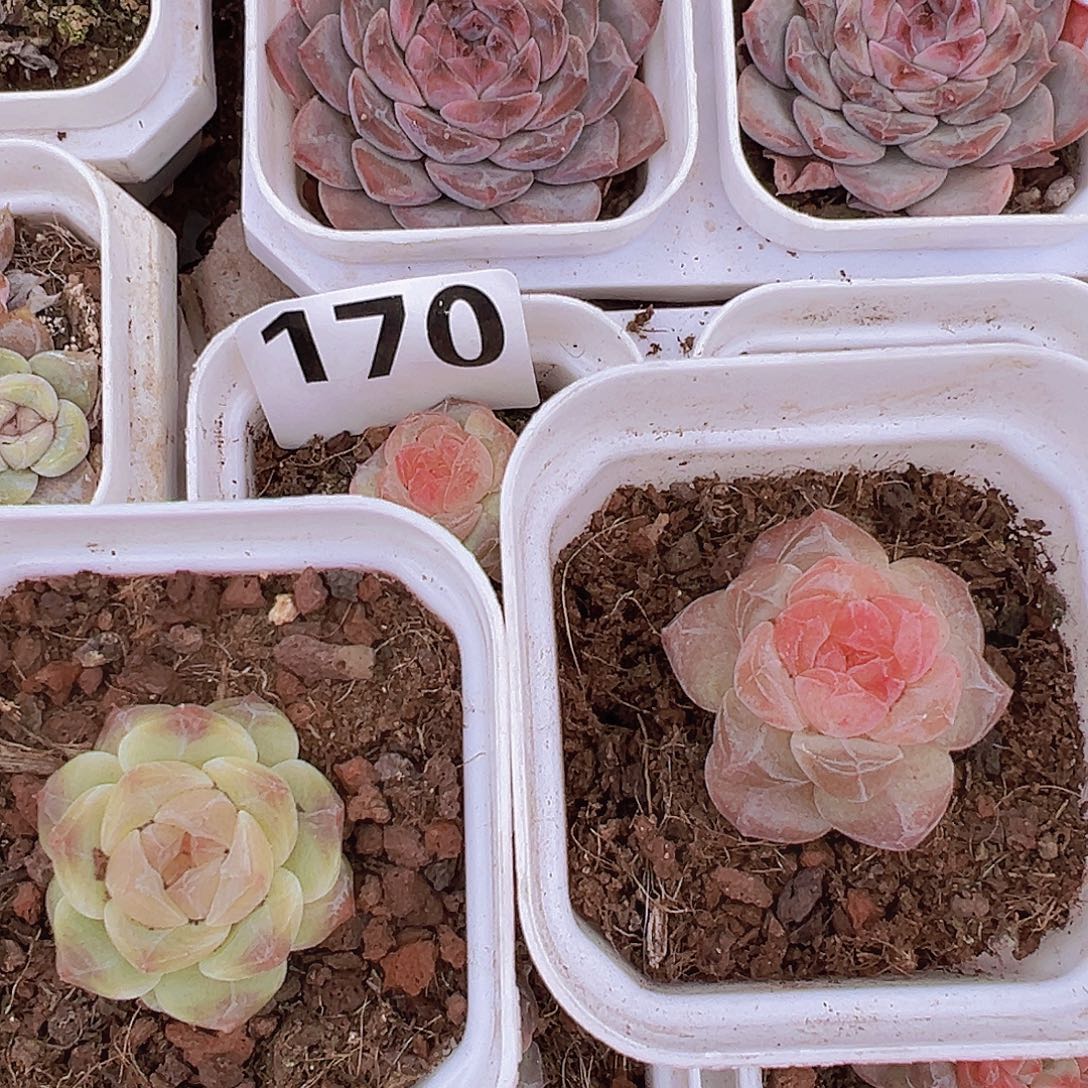 水晶珍妮2盆组合19包邮多肉