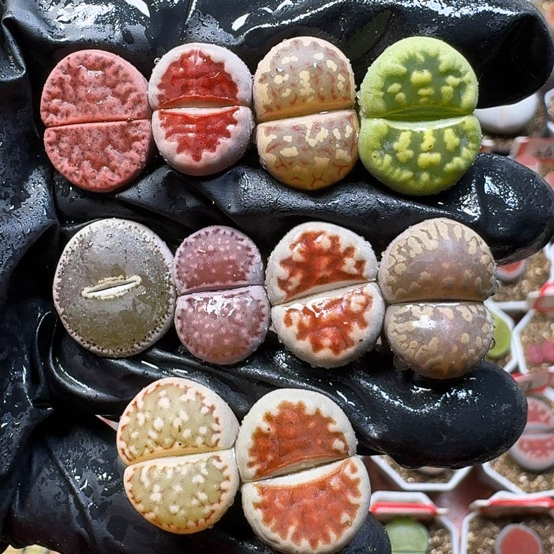生石花1111111。  278
