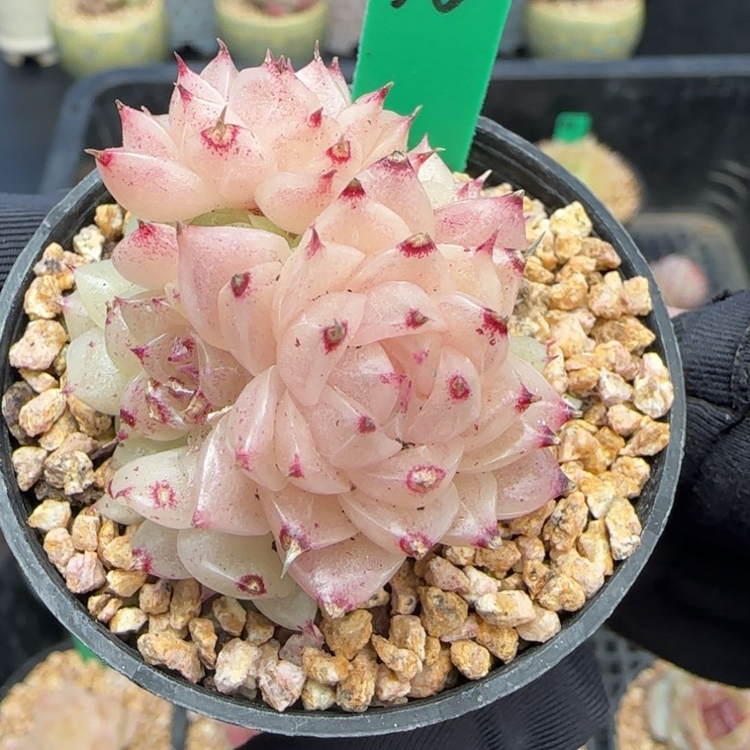 多肉56    麦秆群生  不包整  h