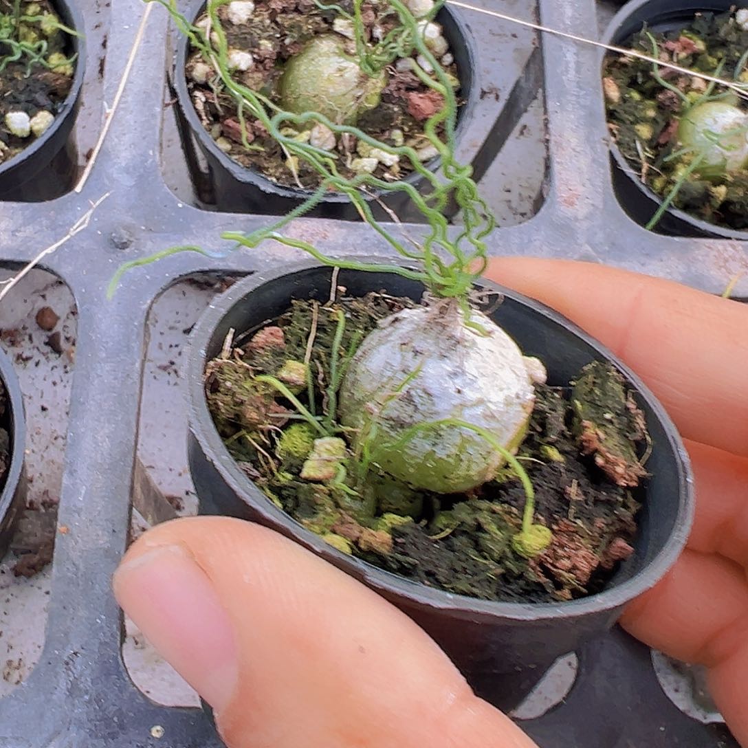 5厘米盆海葱19包邮