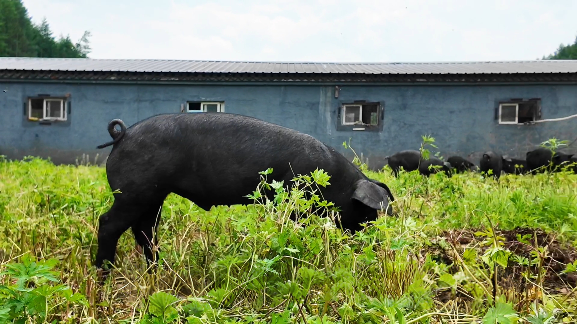 五花肉-生态散养东北跑山黑猪肉