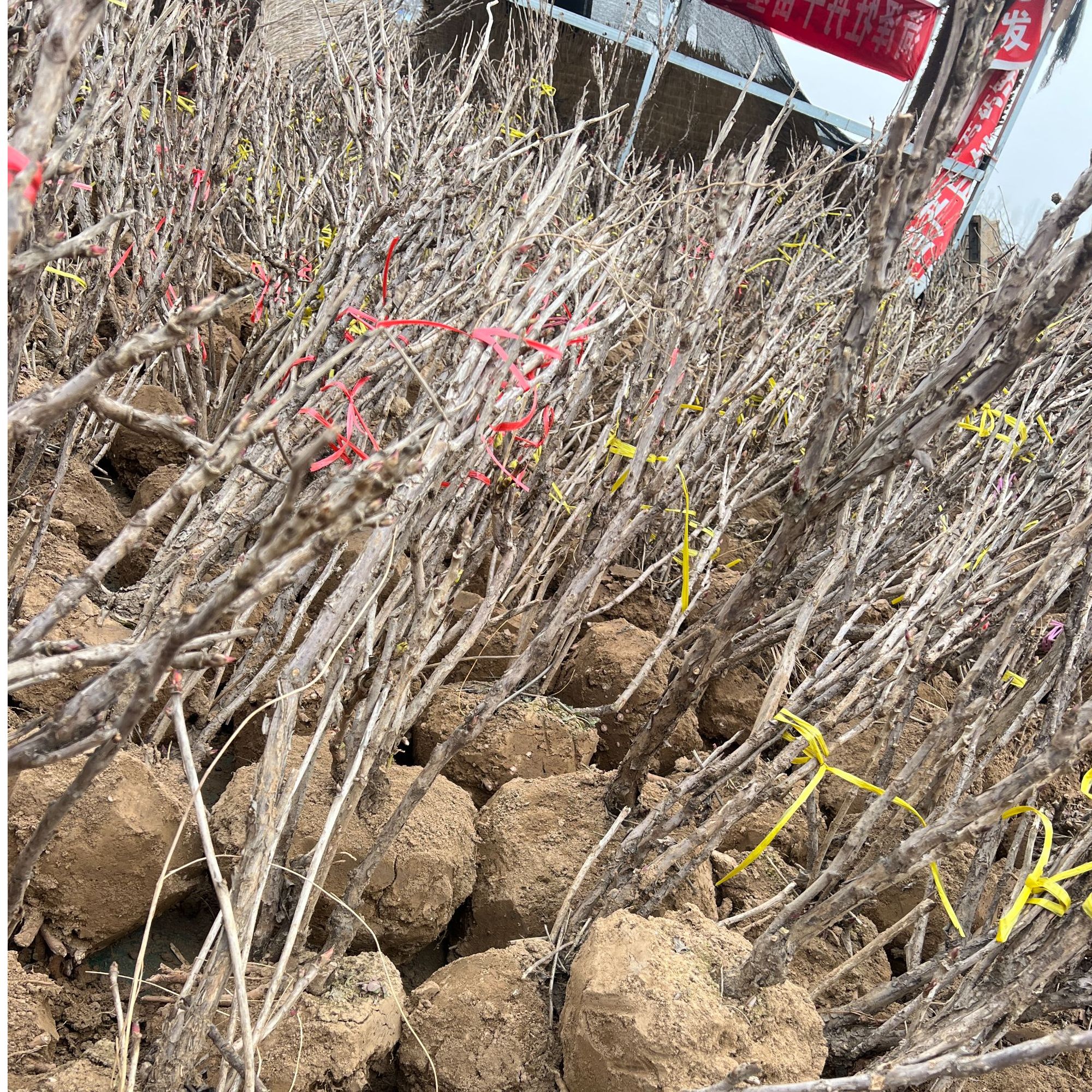 菏泽牡丹【一物一拍】正宗牡丹千层牡丹 国色天香 菏泽直发