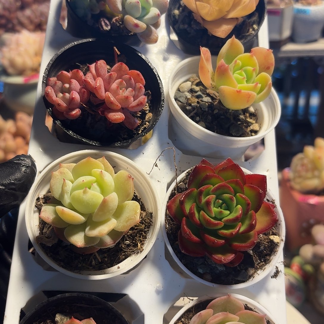 框拍一物一拍编号381 