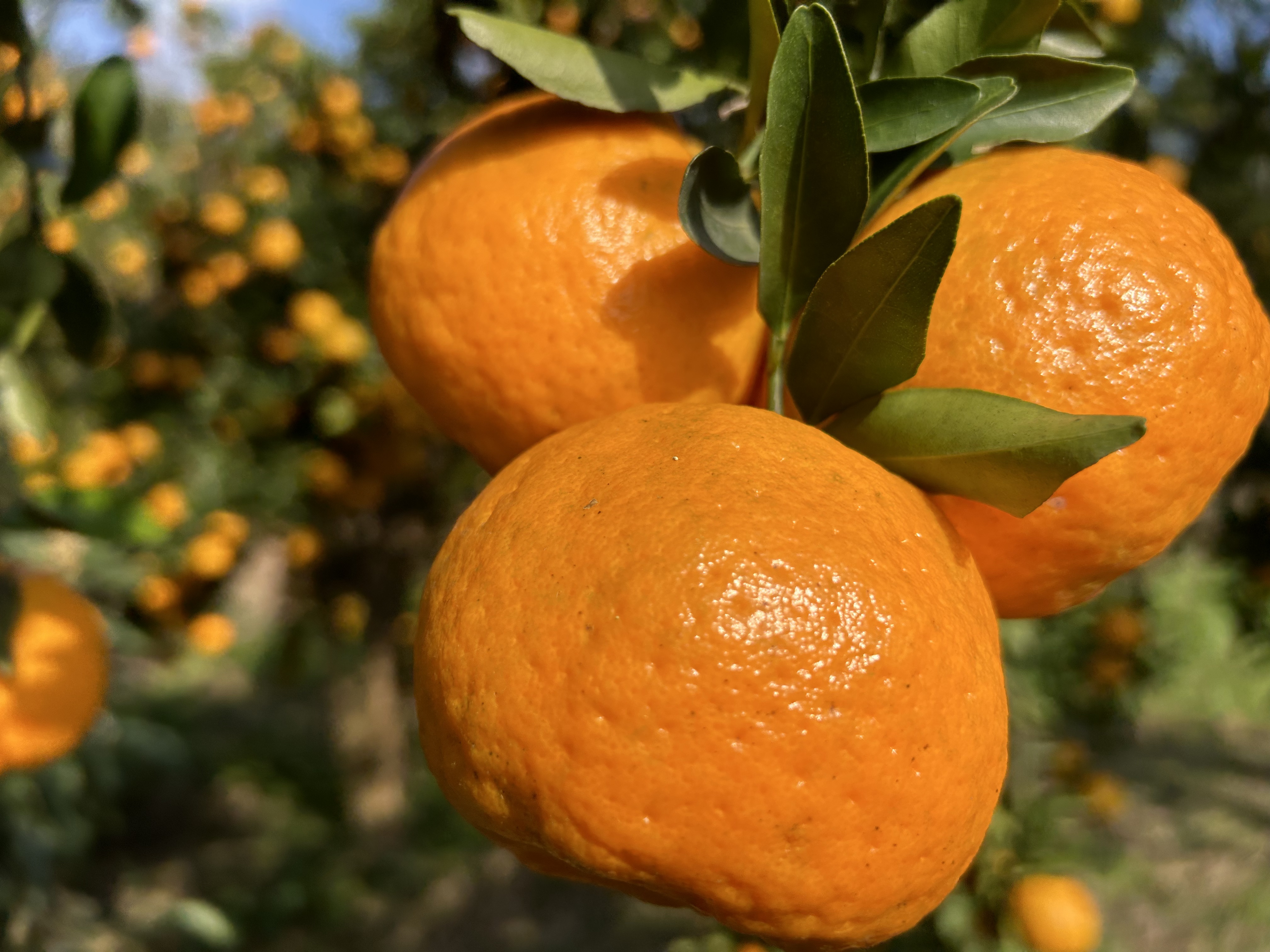 四川老品种椪柑橘子新鲜采摘优质水果香甜多汁颗粒饱满