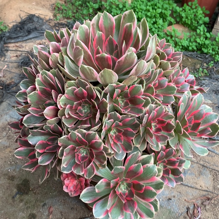 不包损341号浣纱老桩