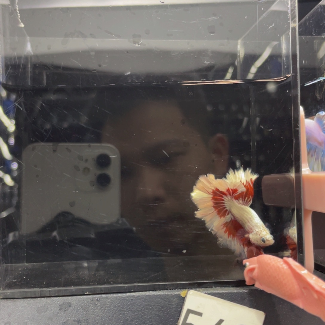 海水鱼Ahhahahaha 543