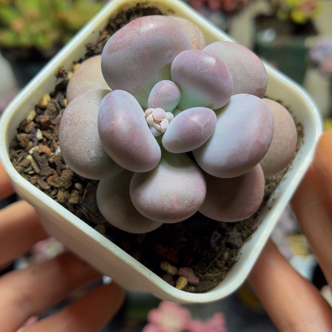 242达摩奶酪6厘米多肉