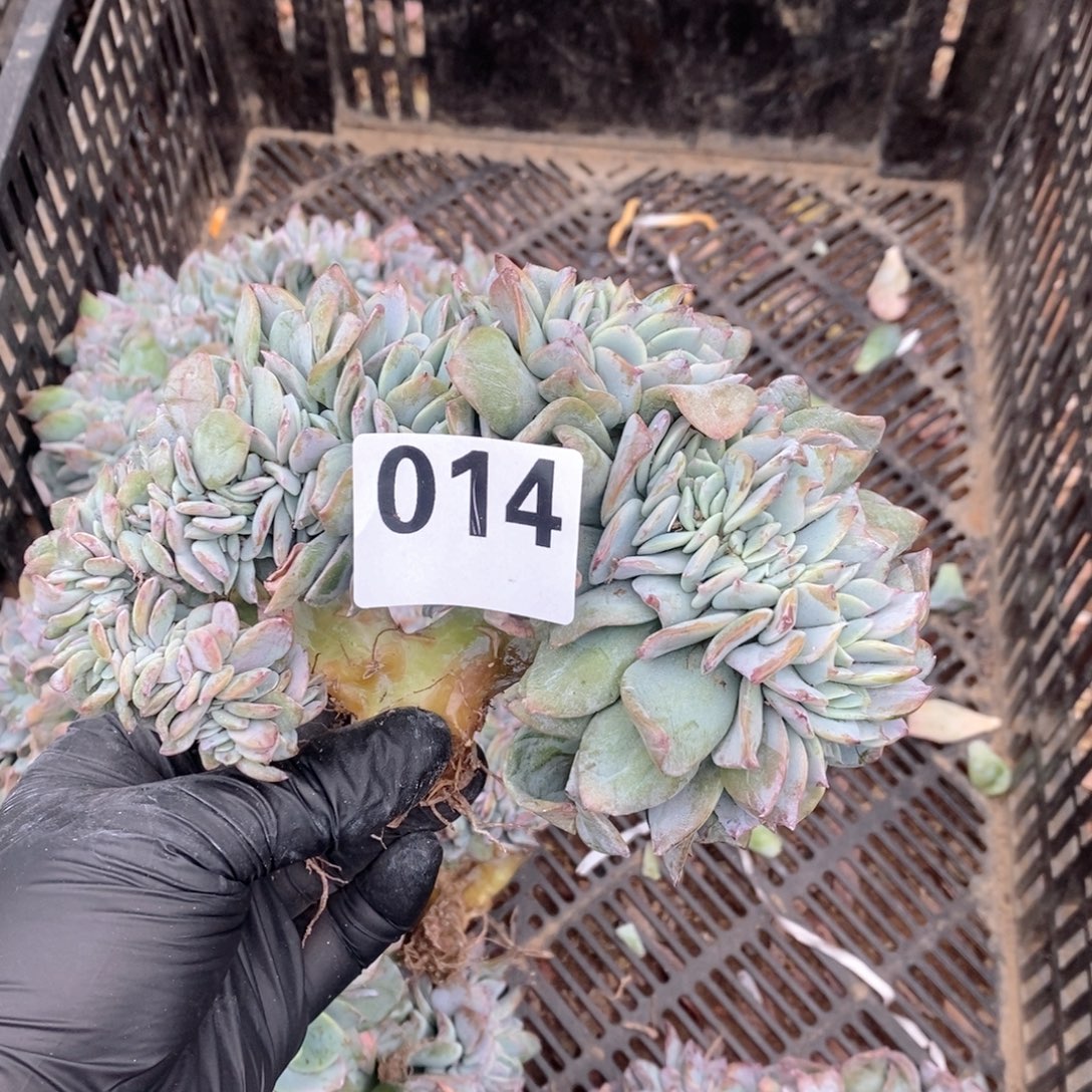 小***号14 白凤缀哇哇呀哇