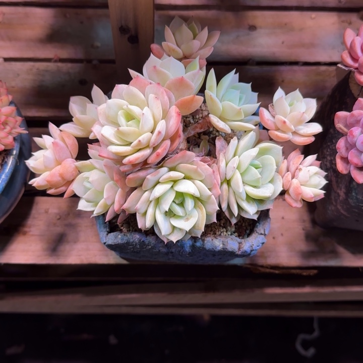 恋曲多肉植物dongxingshi