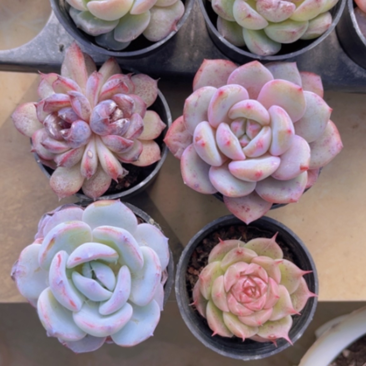 【闪购商品】四颗19198