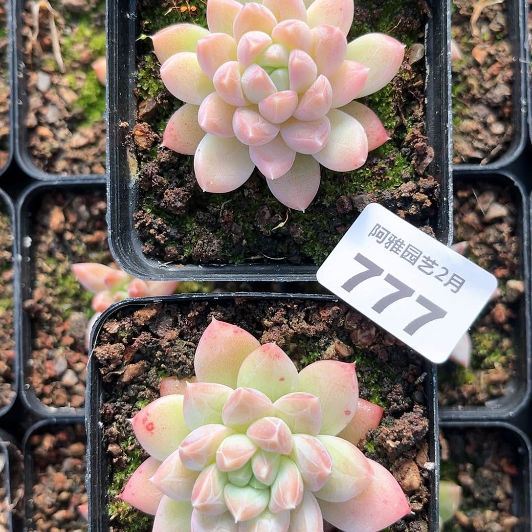 阿雅园艺。 不售后777