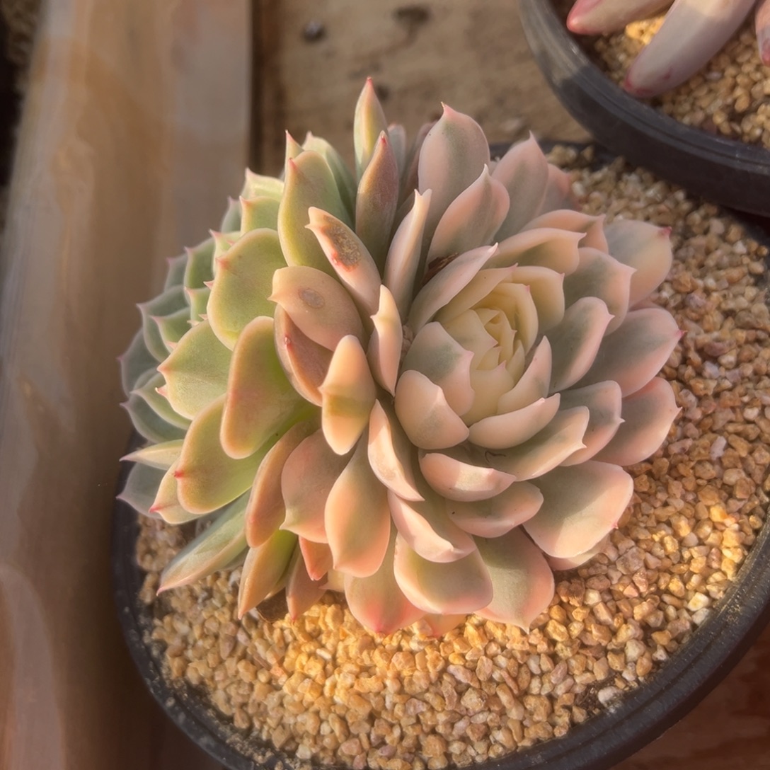 昂斯洛锦 夏鸣园艺