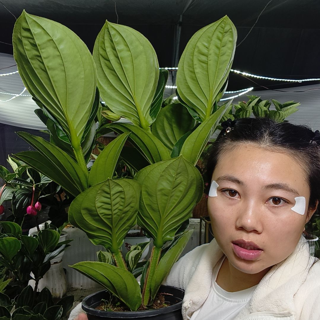 宝莲灯一物一拍基地直发