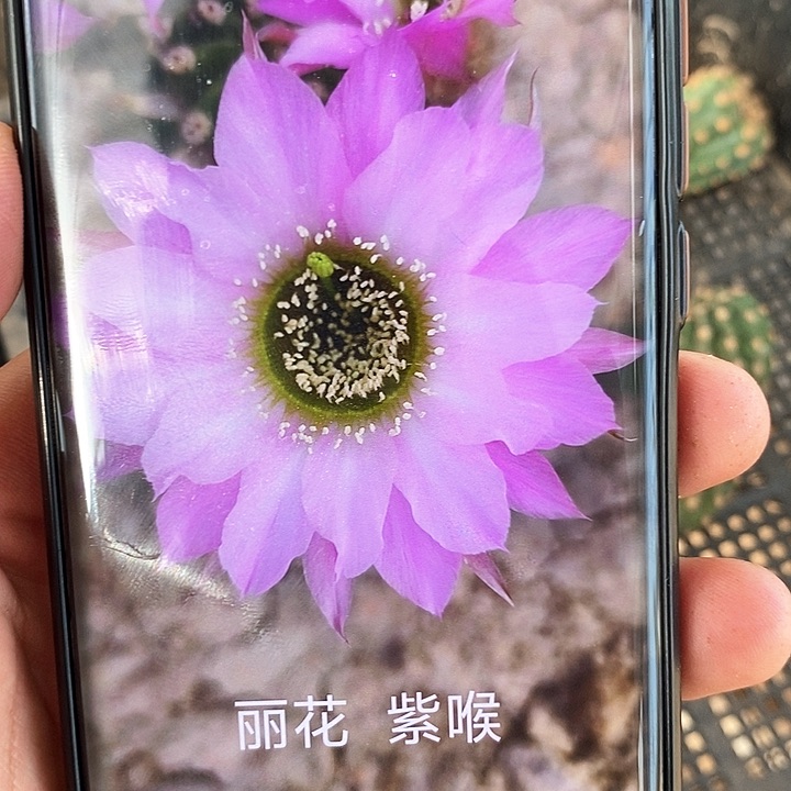 丽 紫喉/侧芽歪20包邮/发2