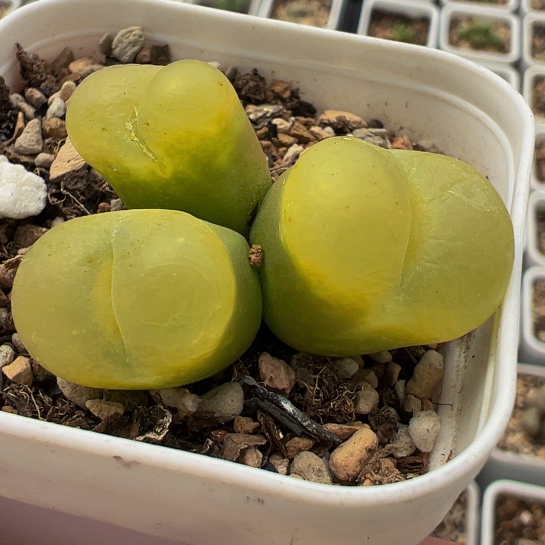152多肉植物种类多样