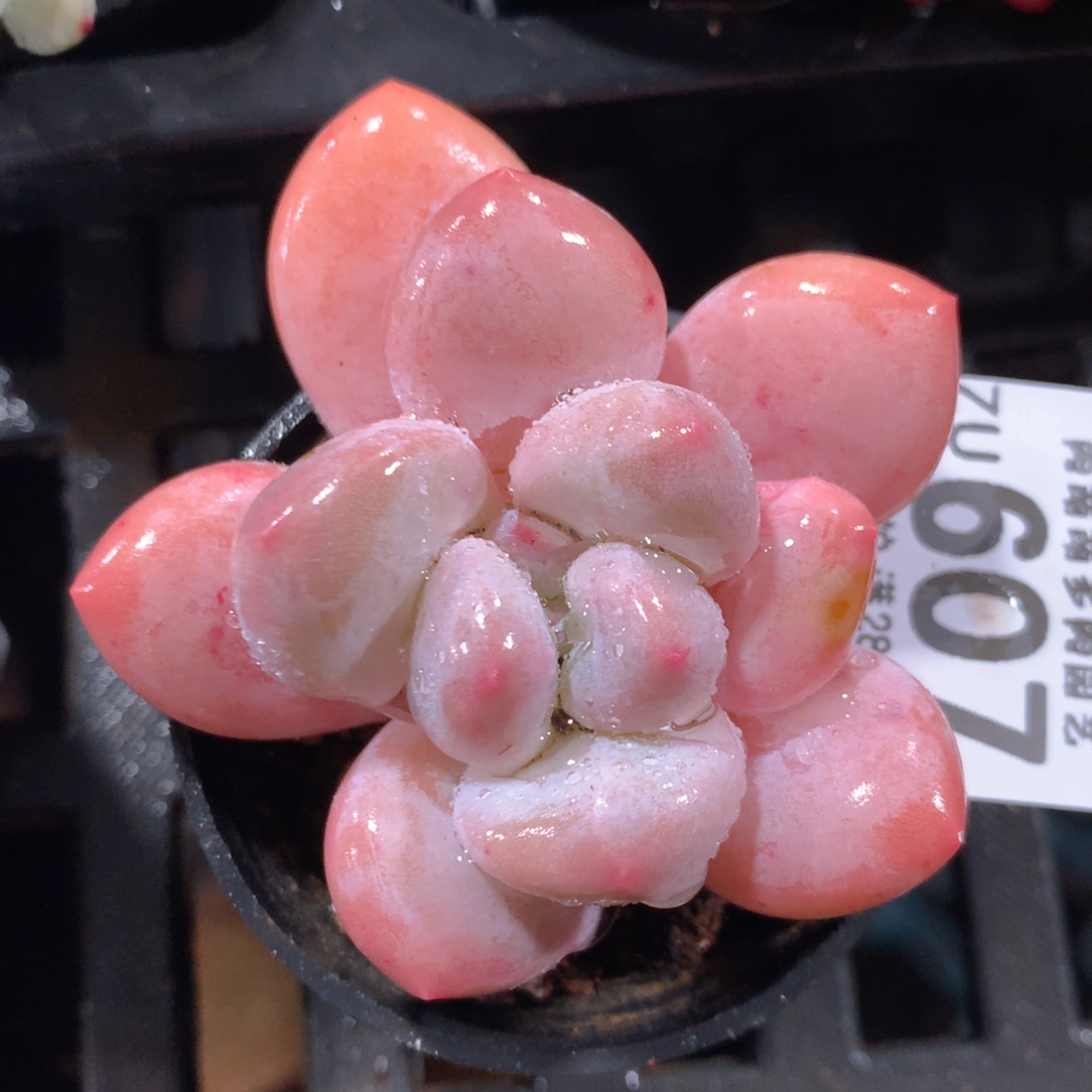 5CM拇指盆精控多肉ZU607