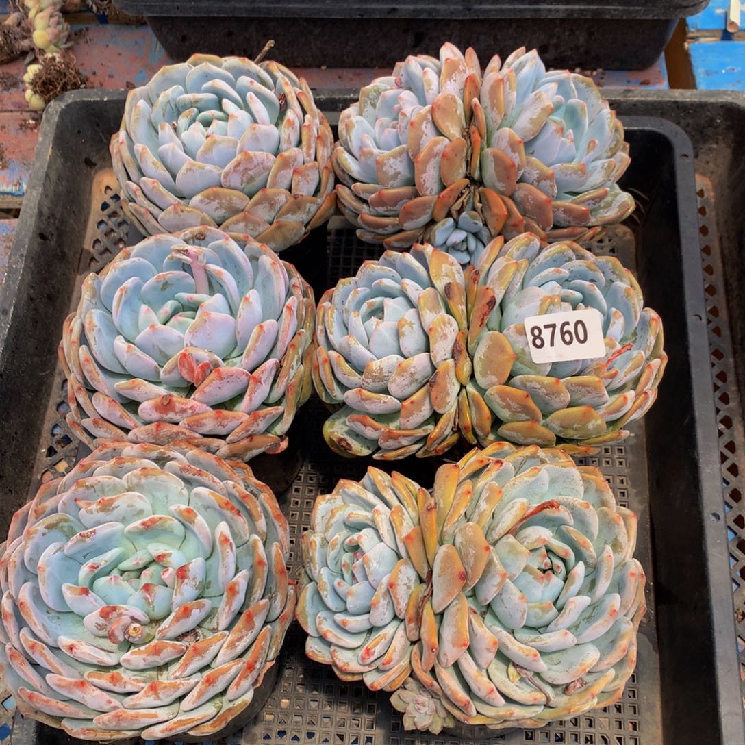 8760六个嗯嗯嗯嗯嗯嗯嗯好喜欢