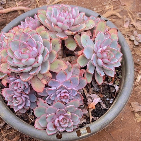 多肉植物。。。。赫拉