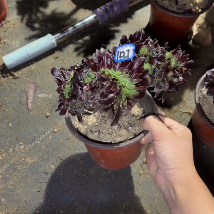 绿欧缀1227法师多肉