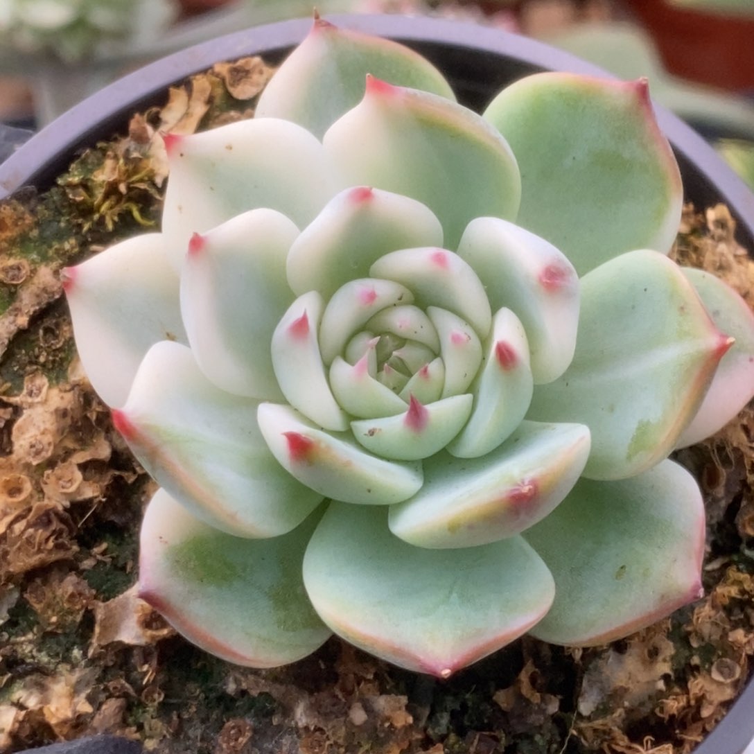 453锦锦锦锦锦锦锦锦