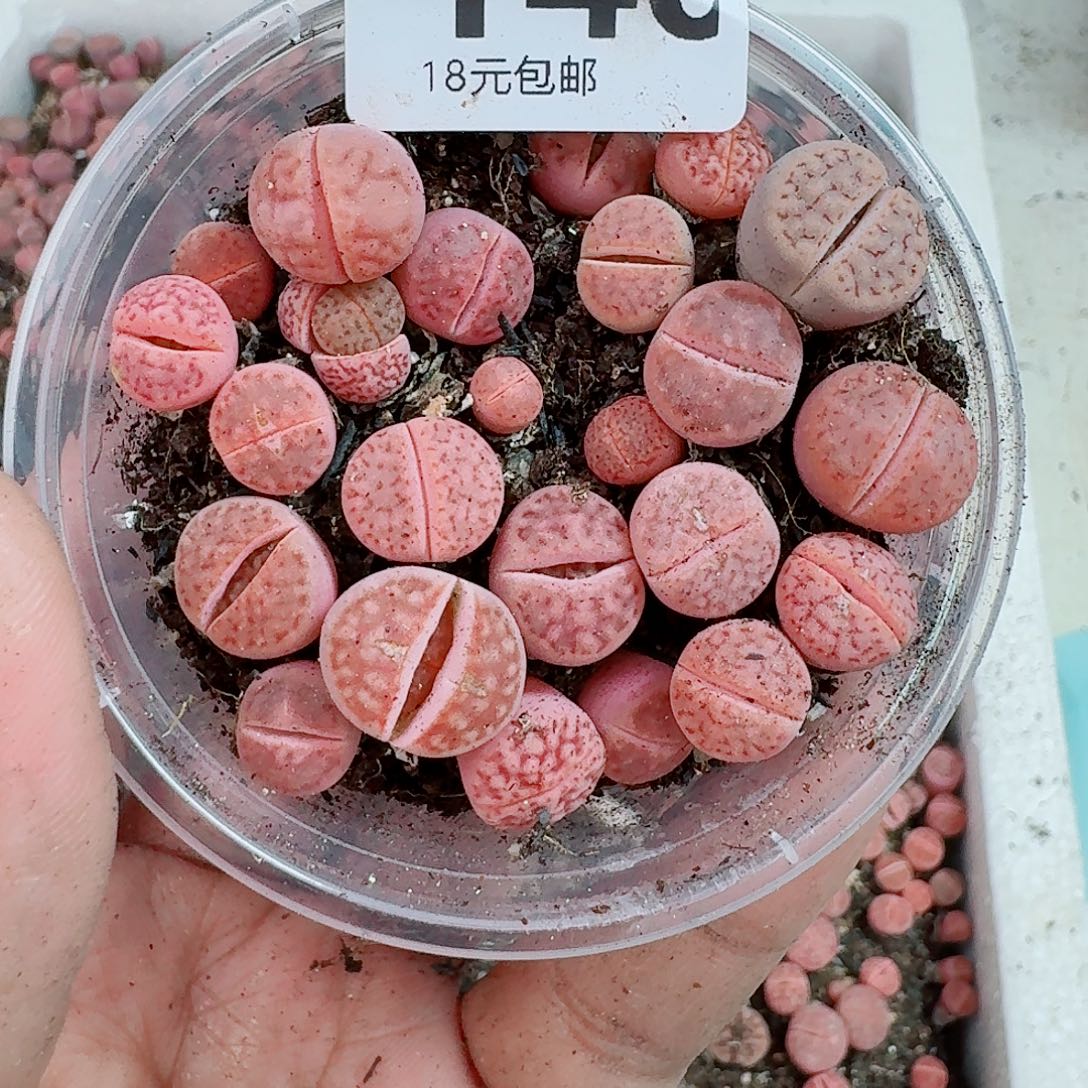 140多肉植物多肉植物
