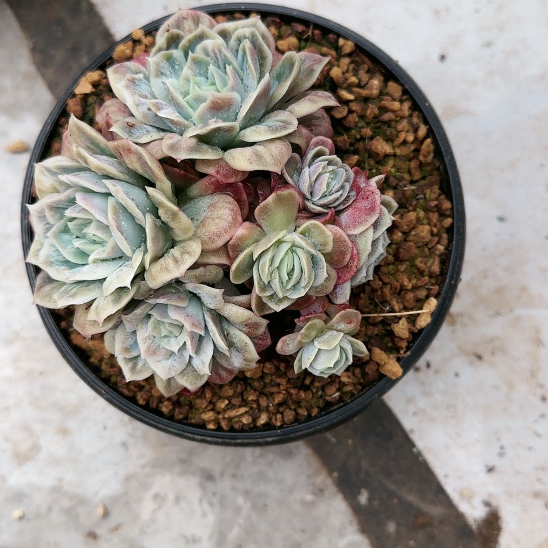 噉25号          245       肉