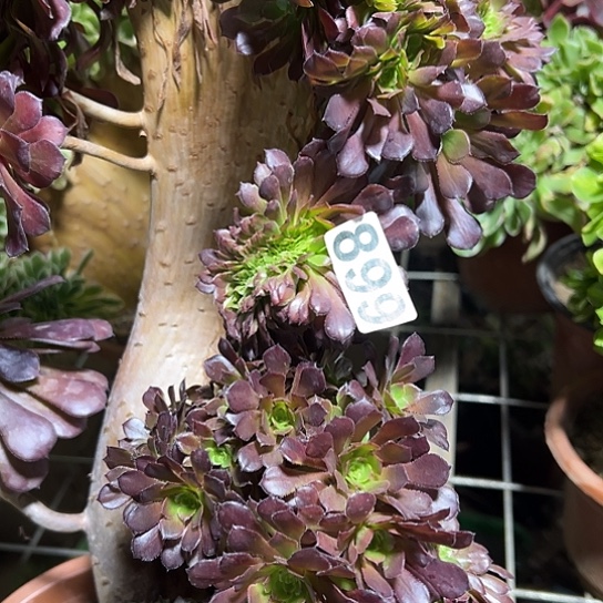 三****多肉植物一个黑同899