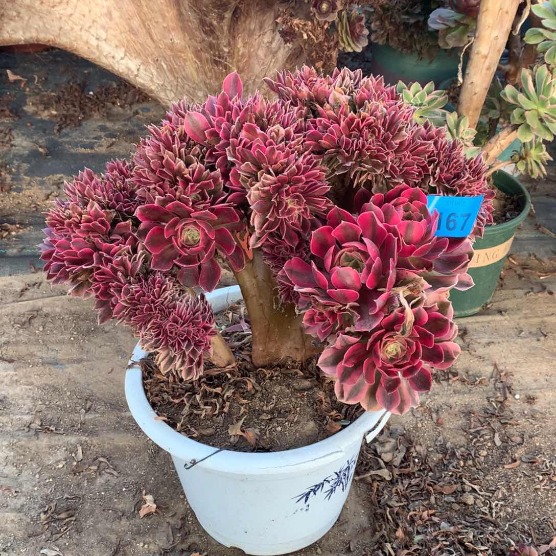 167粉女巫一颗缀化