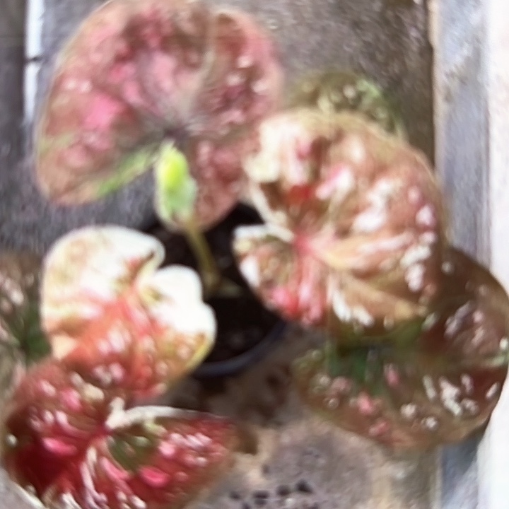 101-0214彩叶芋泰国发货