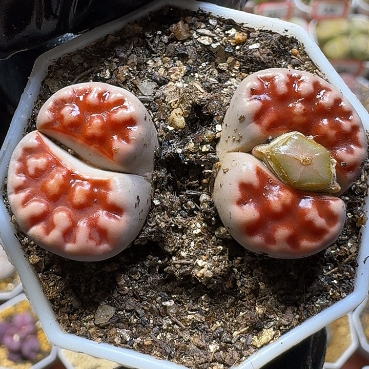 生石花1111111。   176