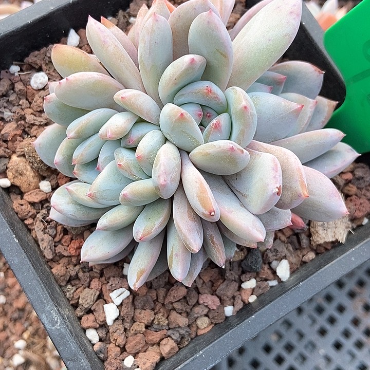 多肉植物是对987多肉