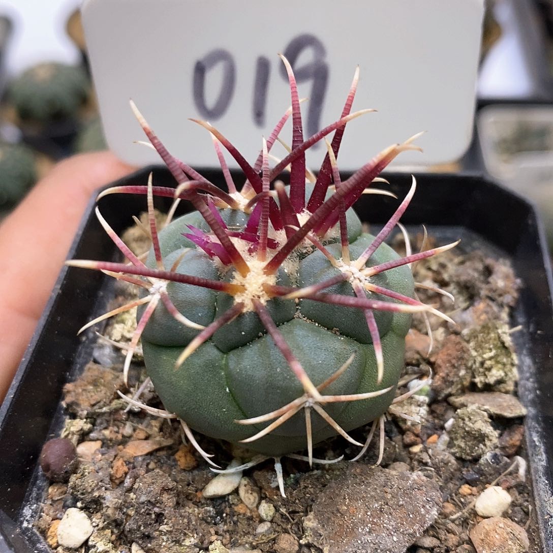 开播特价来了来喽鼓掌