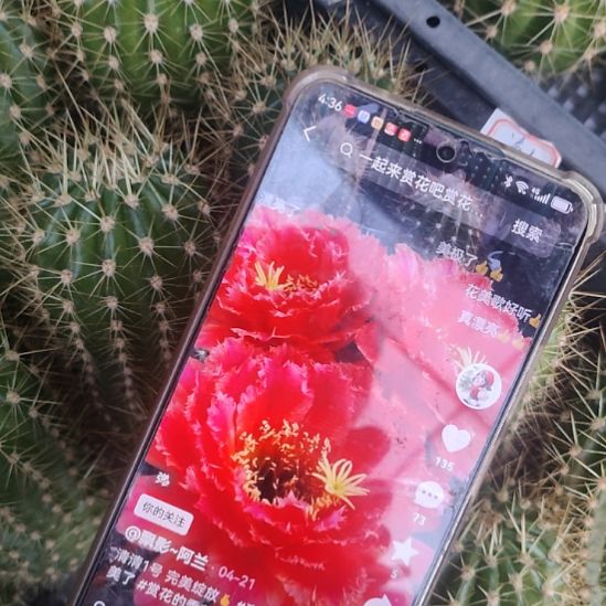 仙人球清清1号侧芽