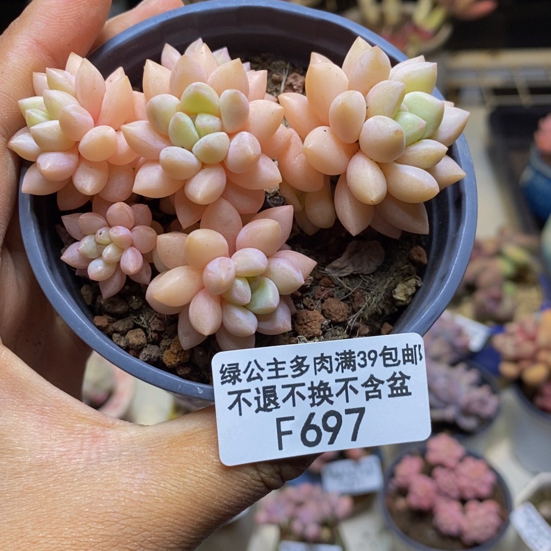 697泡泡糖多肉不包整