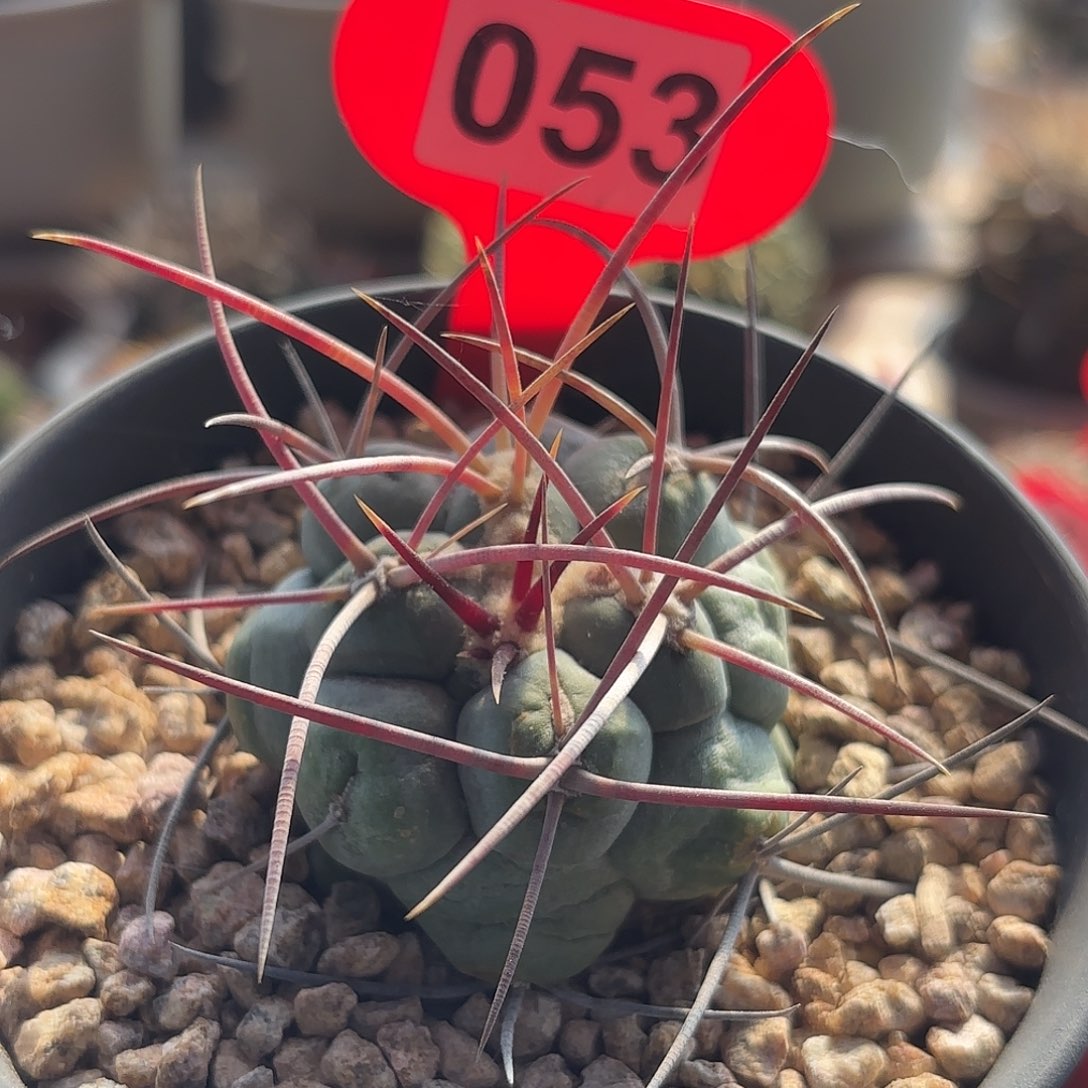 仙人球实生绯冠龙