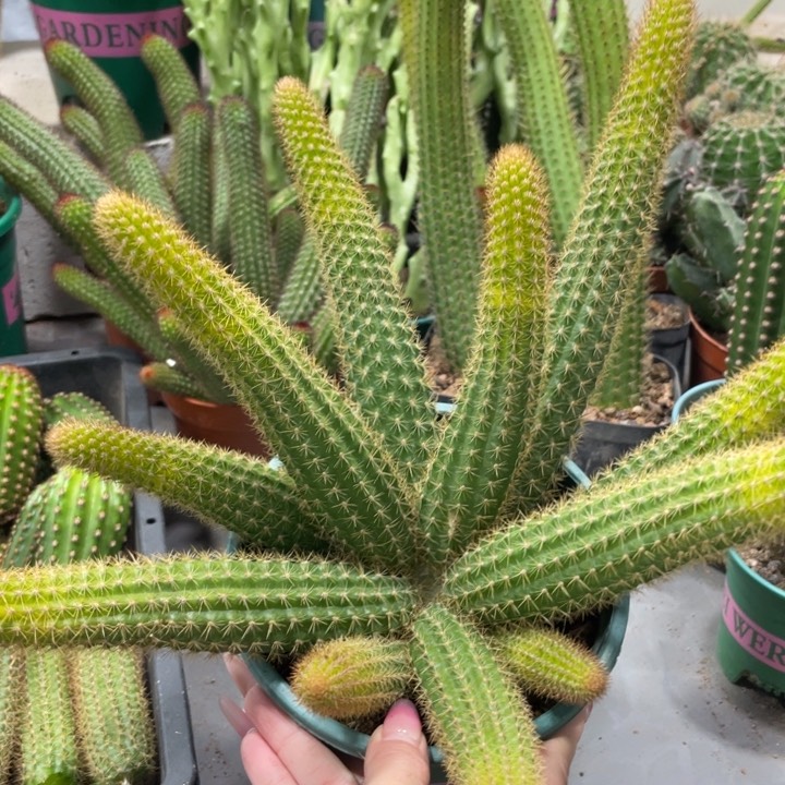 超大杯橙仙子金妞群生1