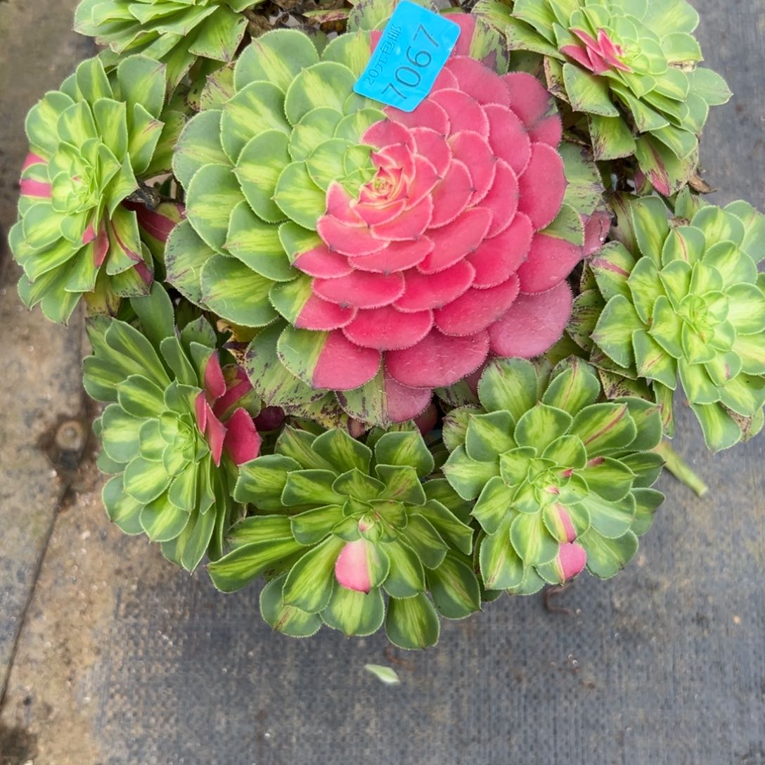 7067知否多肉植物系