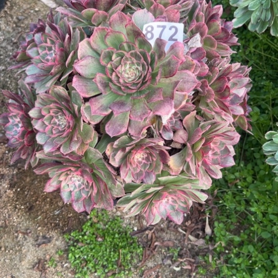 872莲花座多肉植物花花