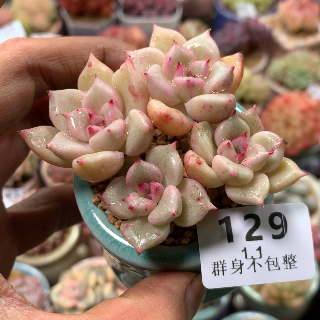 精控拇指盆1.1129