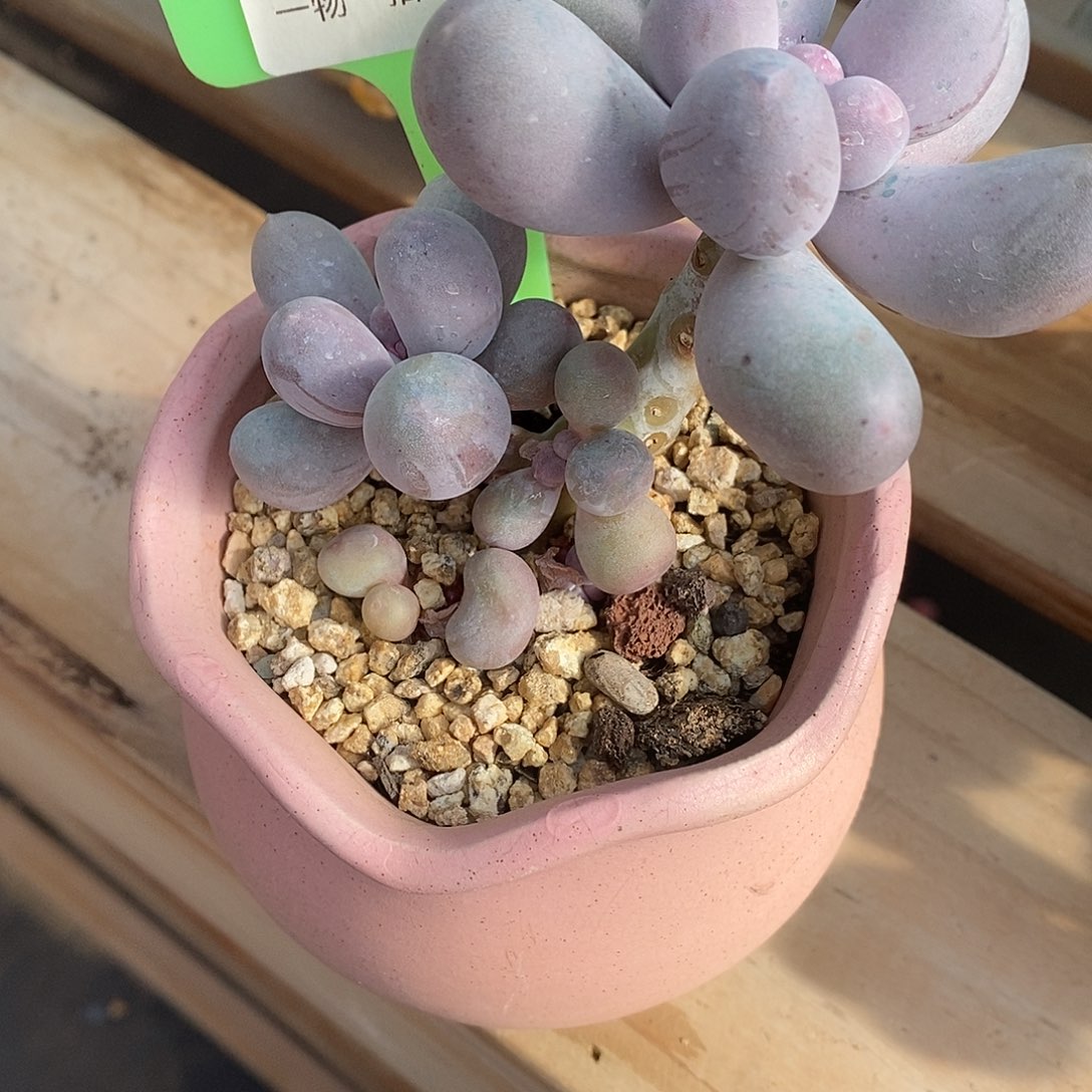 600装修姐姐咯魔芋小雨